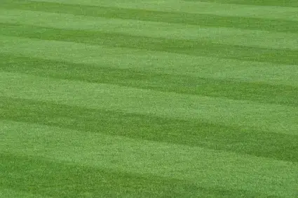 Grass Lawn