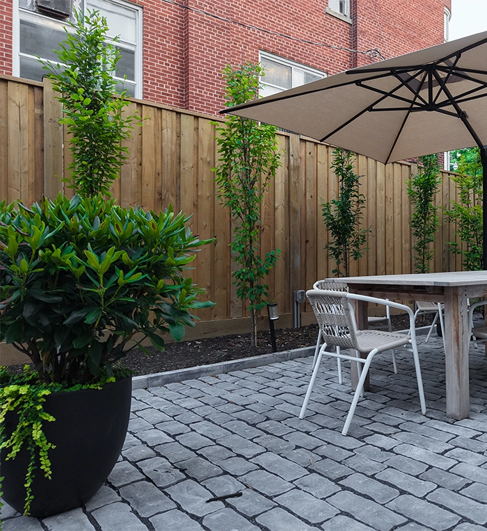 plants and trees in backyard