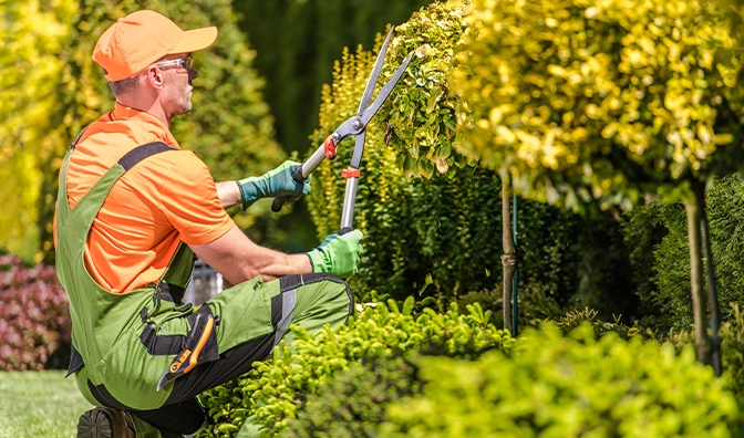 Caucasian Gardener in His 30s Shaping Garden Trees Using Large Professional Scissors.